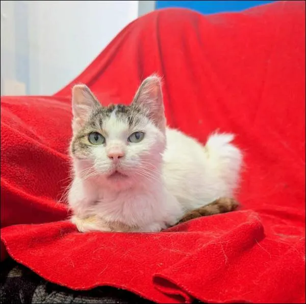 Znaleziono kota, Grudziądz, 8 lipca 2025