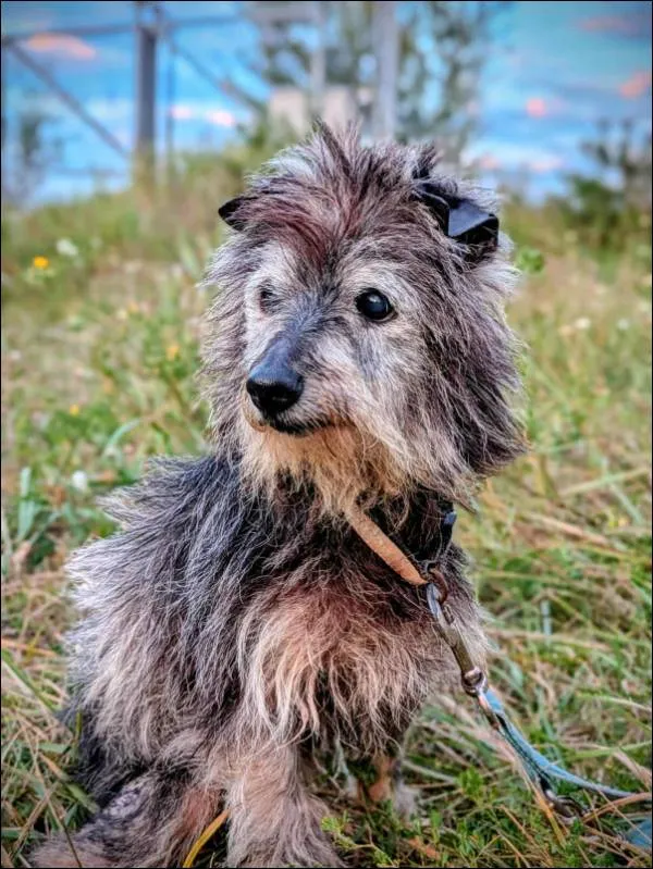 Znaleziono psa, Grudziądz, 12 lipca 2025
