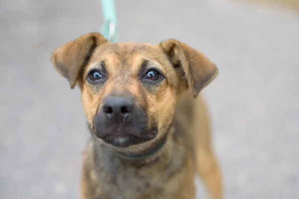 Pies do adopcji, Nowodwór, 2 września 2025 (1/5)