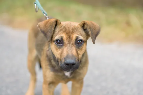 Pies do adopcji, Nowodwór, 2 września 2025 (2/5)