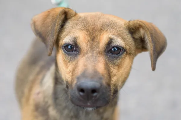 Pies do adopcji, Nowodwór, 2 września 2025 (3/5)