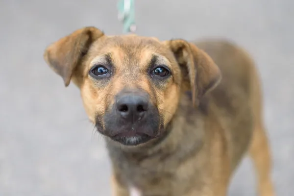 Pies do adopcji, Nowodwór, 2 września 2025 (4/5)