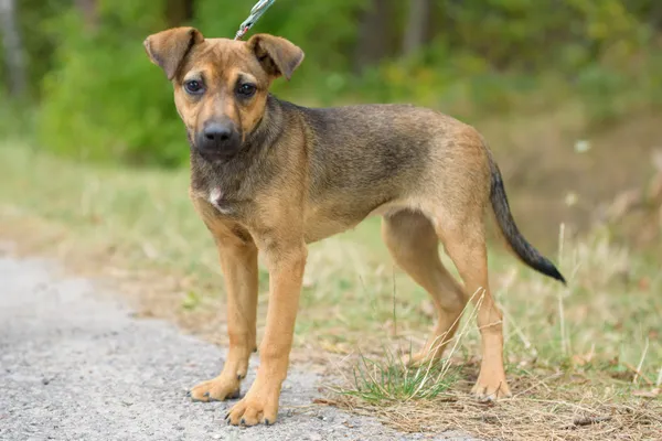 Pies do adopcji, Nowodwór, 2 września 2025 (5/5)