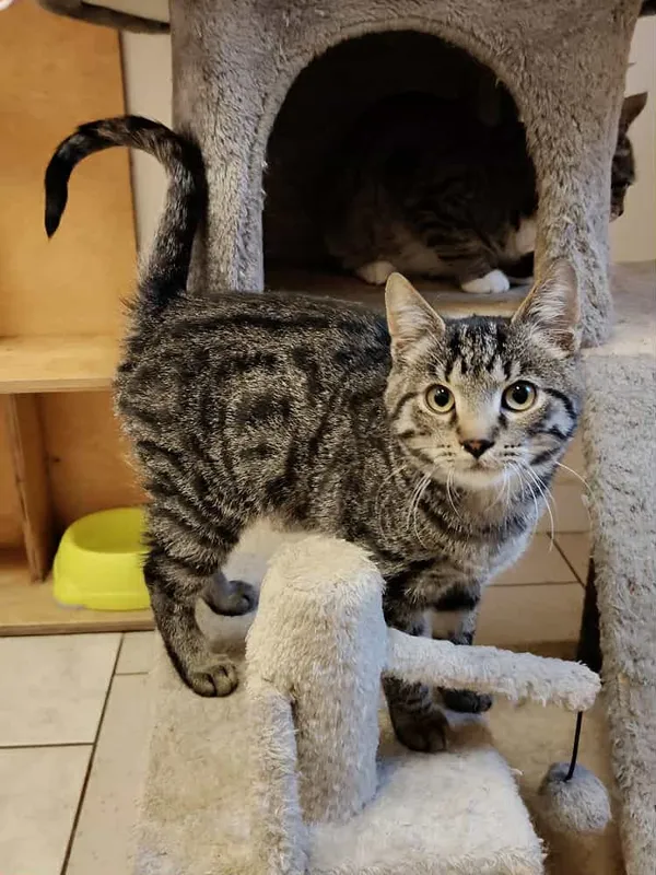 Kot do adopcji, Włocławek, 3 września 2025 (1/5)