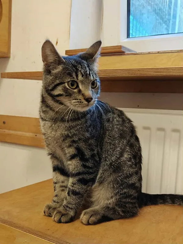 Kot do adopcji, Włocławek, 3 września 2025 (4/5)