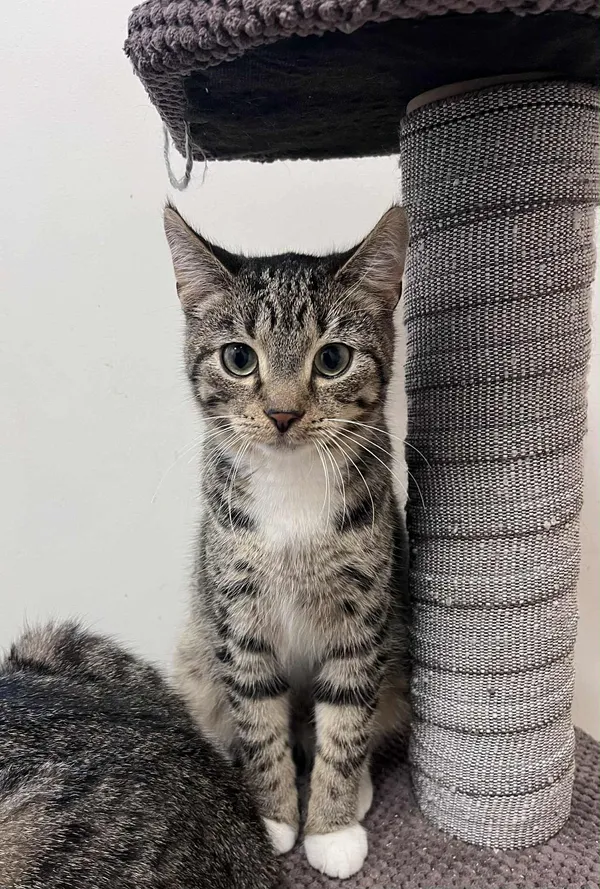 Kot do adopcji, Włocławek, 3 września 2025 (1/5)