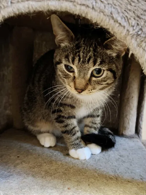 Kot do adopcji, Włocławek, 3 września 2025 (5/5)