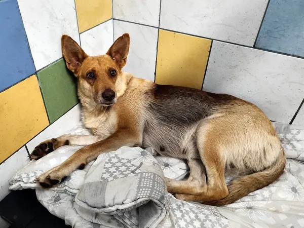 Pies do adopcji, Włocławek, 4 września 2025 (1/3)