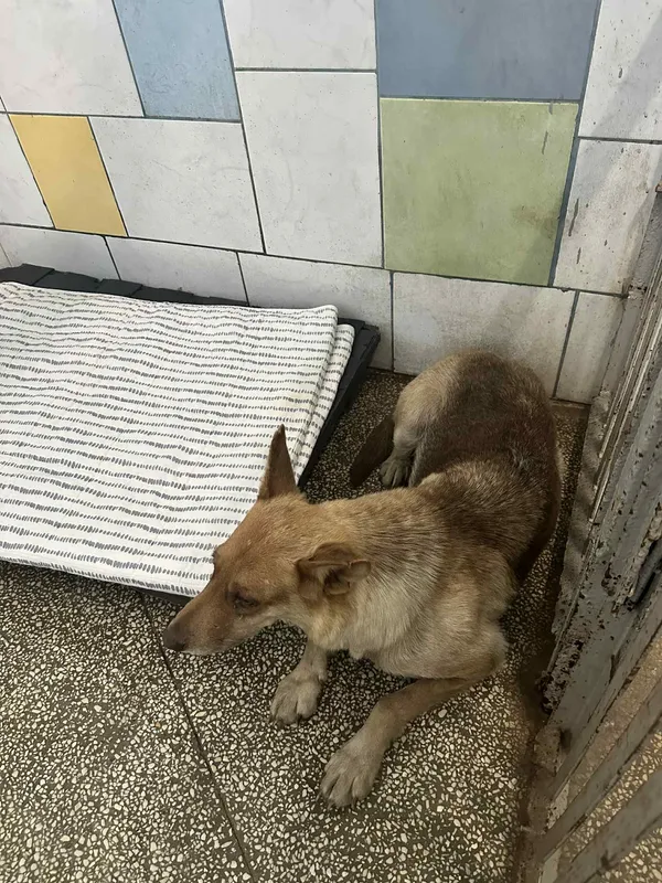 Pies do adopcji, Włocławek, 4 września 2025 (3/3)