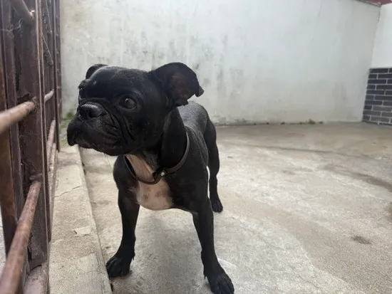 Pies do adopcji, Kraków, 9 sierpnia 2025