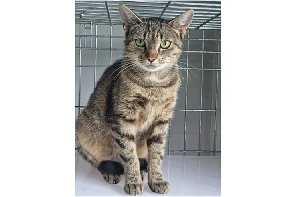 Znaleziono kota, Wrocław, 22 sierpnia 2025