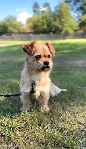 Pies do adopcji, Sosnowice, 1 sierpnia 2025 (1/5)