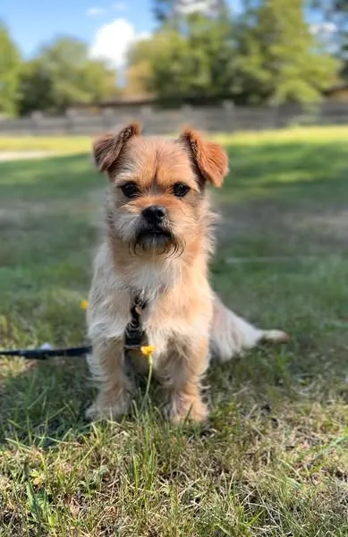 Pies do adopcji, Sosnowice, 1 sierpnia 2025 (2/5)