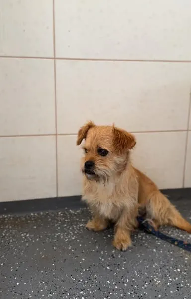 Pies do adopcji, Sosnowice, 1 sierpnia 2025 (4/5)