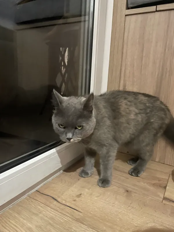 Znaleziono kota, Kraków, Płaszów, 4 września 2025