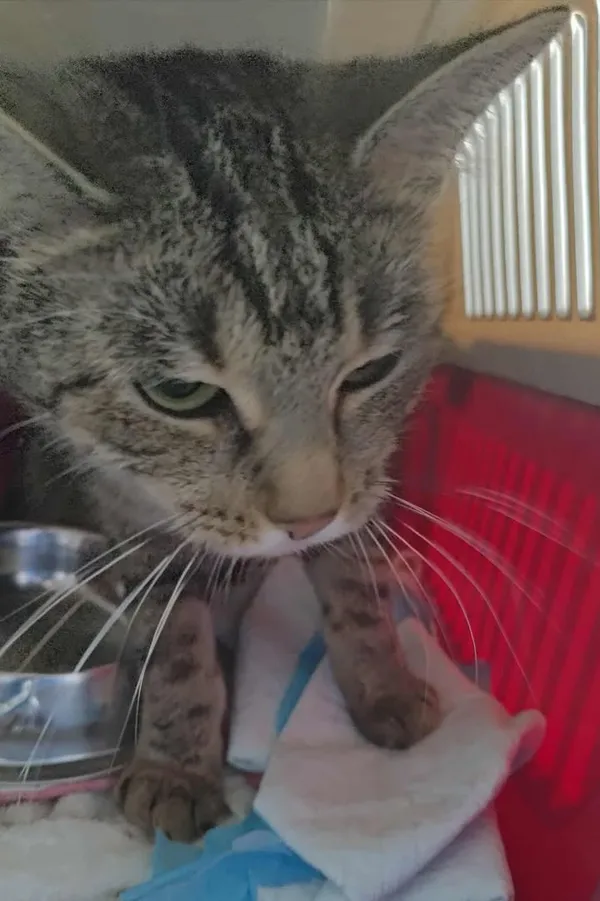 Znaleziono kota, Lublin, 2 września 2025