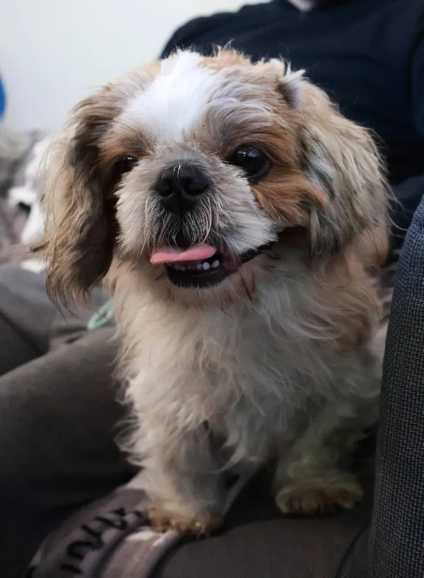 Znaleziono psa, Łódź, 3 września 2025 (1/5)