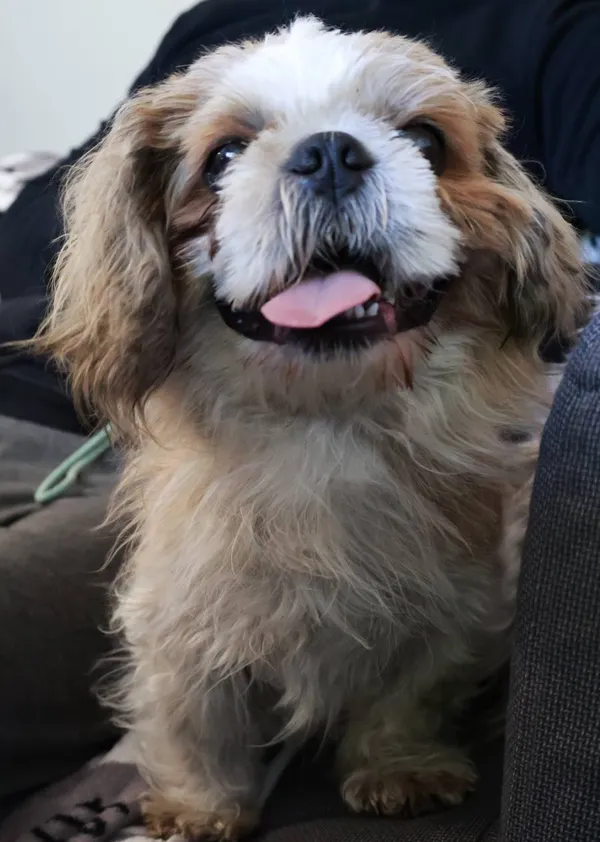 Znaleziono psa, Łódź, 3 września 2025 (2/5)