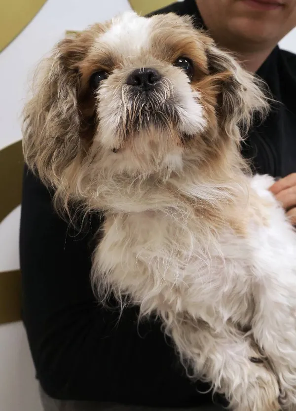 Znaleziono psa, Łódź, 3 września 2025 (3/5)