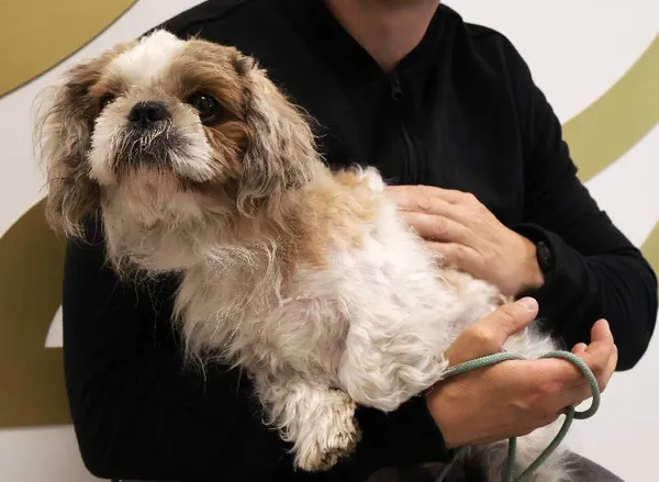 Znaleziono psa, Łódź, 3 września 2025 (4/5)