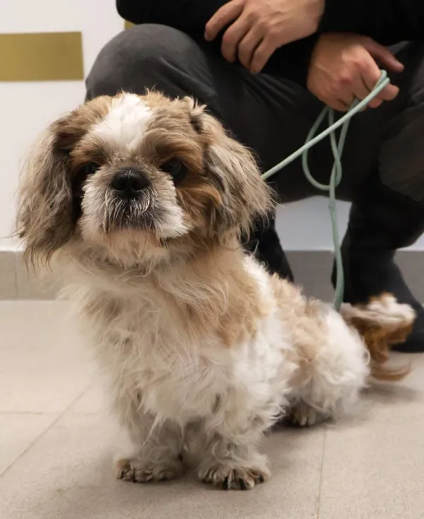 Znaleziono psa, Łódź, 3 września 2025 (5/5)