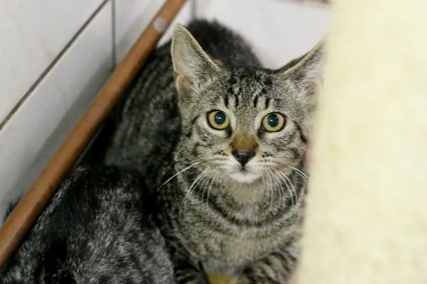 Kot do adopcji, Wałbrzych, 31 lipca 2025