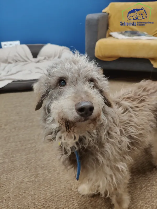Znaleziono psa, Szczecin, 4 września 2025 (1/5)
