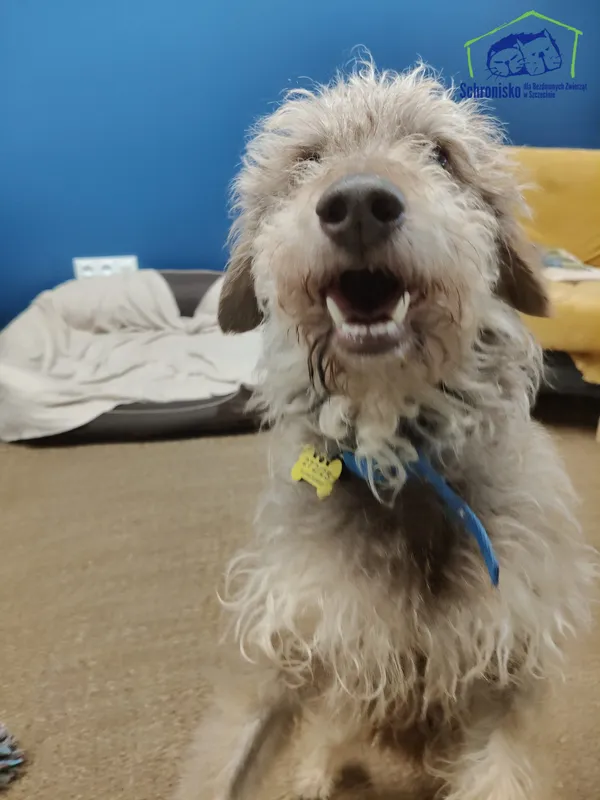 Znaleziono psa, Szczecin, 4 września 2025 (3/5)