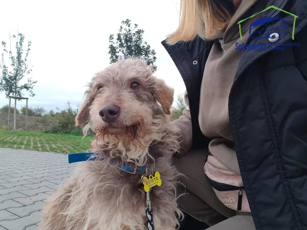 Znaleziono psa, Szczecin, 4 września 2025 (4/5)