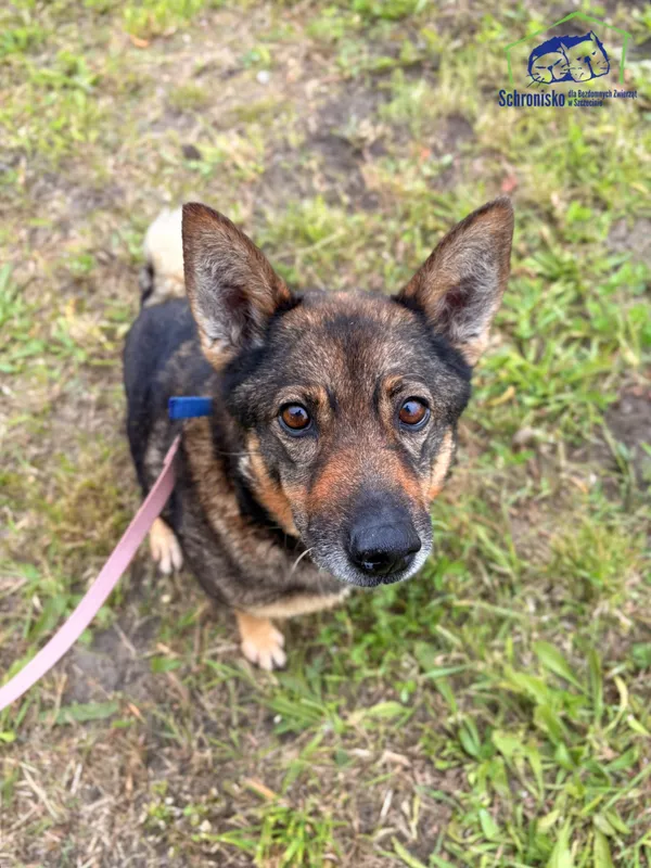 Znaleziono psa, Szczecin, 3 września 2025 (1/4)