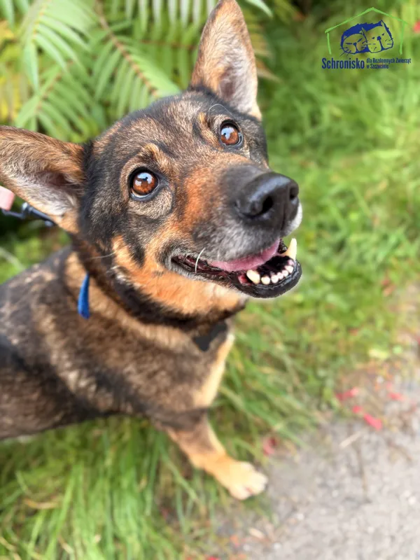 Znaleziono psa, Szczecin, 3 września 2025 (2/4)