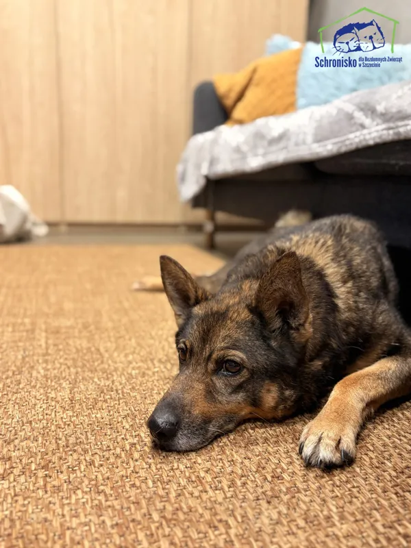 Znaleziono psa, Szczecin, 3 września 2025 (3/4)