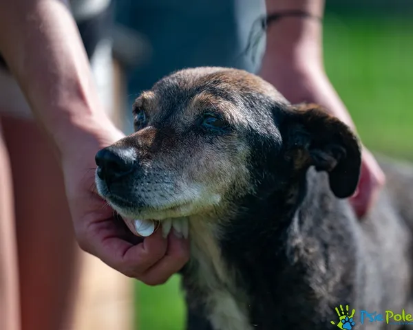 Znaleziono psa, Racławice, 29 sierpnia 2025 (1/5)