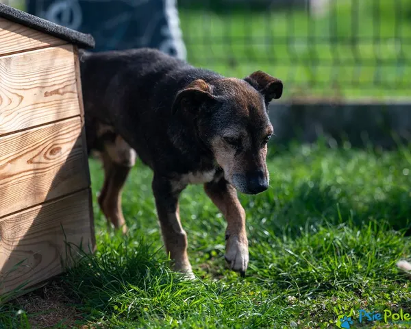 Znaleziono psa, Racławice, 29 sierpnia 2025 (5/5)