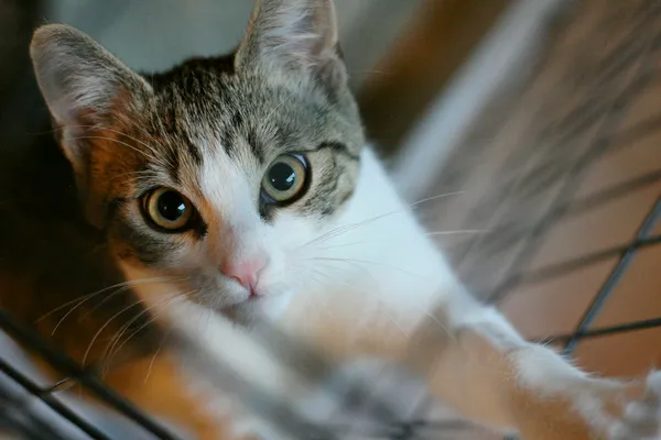 Kot do adopcji, Wałbrzych, 15 sierpnia 2025