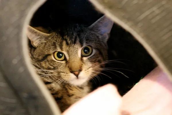 Kot do adopcji, Wałbrzych, 12 sierpnia 2025