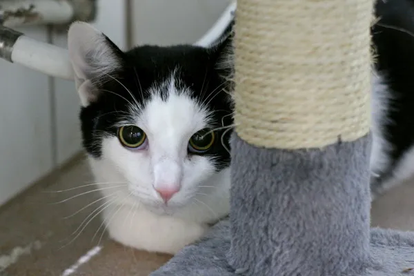 Kot do adopcji, Wałbrzych, 24 lipca 2025