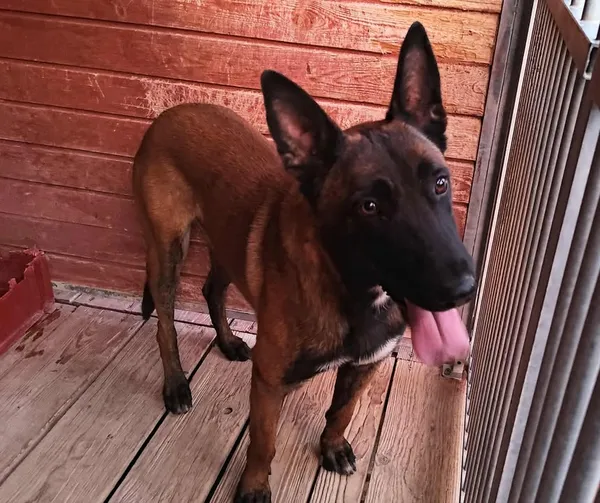 Znaleziono psa, Lublin, 3 września 2025