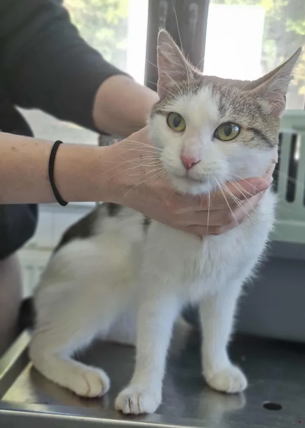 Znaleziono kota, Olsztyn, 4 września 2025