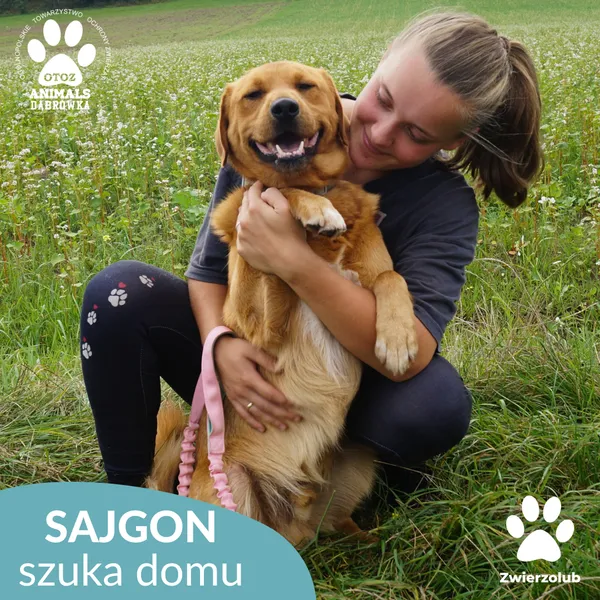 Pies do adopcji, Dąbrówka, 4 września 2025 (2/5)