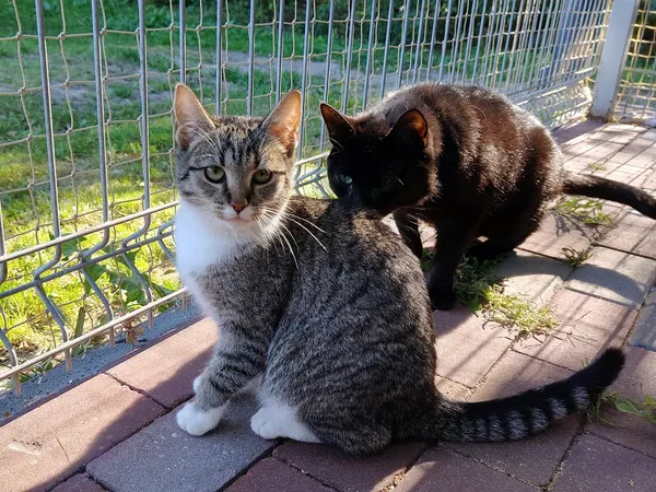 Kot do adopcji, Włocławek, 4 września 2025 (1/5)