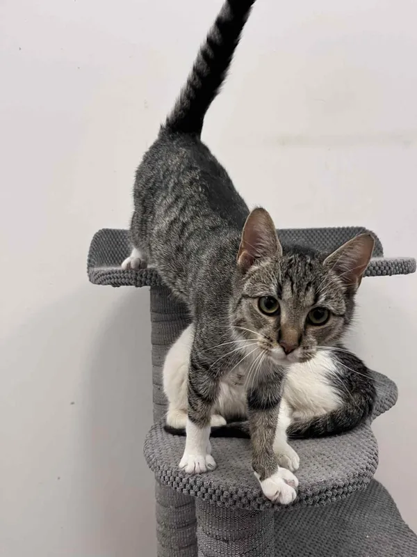 Kot do adopcji, Włocławek, 4 września 2025 (4/5)