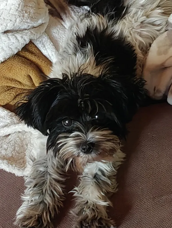 Zaginął pies, Łódź, 4 września 2025