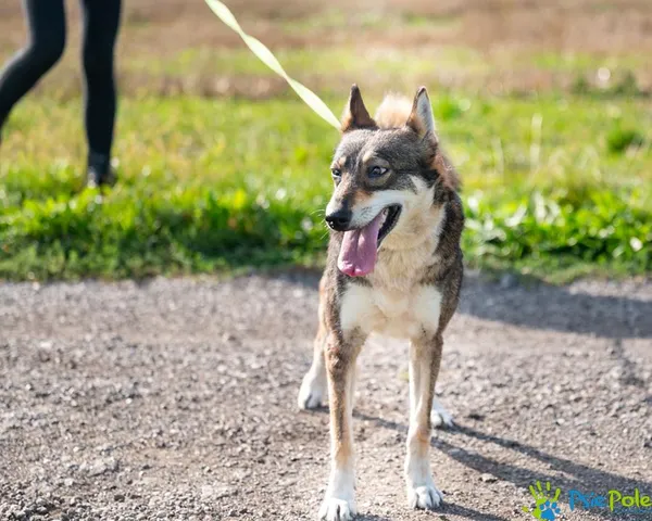 Znaleziono psa, Racławice, 2 września 2025 (3/5)