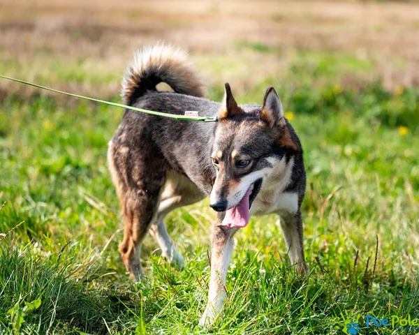 Znaleziono psa, Racławice, 2 września 2025 (4/5)
