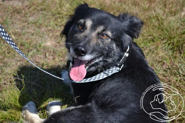 Pies do adopcji, Chełmek, 25 lipca 2025