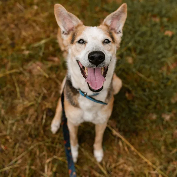 Pies do adopcji, Sosnowice, 12 kwietnia 2025 (5/5)