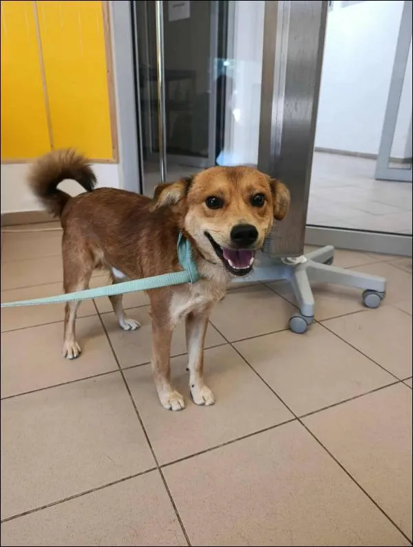 Znaleziono psa, Grudziądz, 4 września 2025