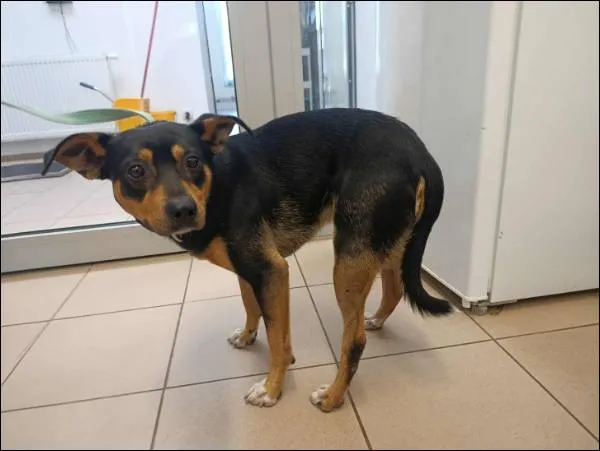 Znaleziono psa, Grudziądz, 4 września 2025