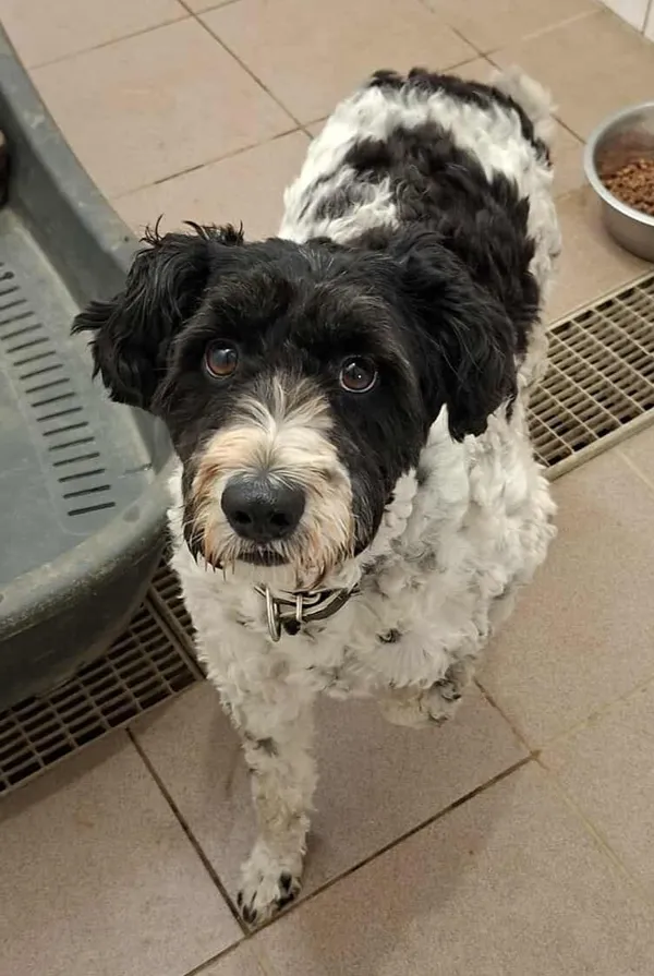 Znaleziono psa, Olsztyn, 4 września 2025